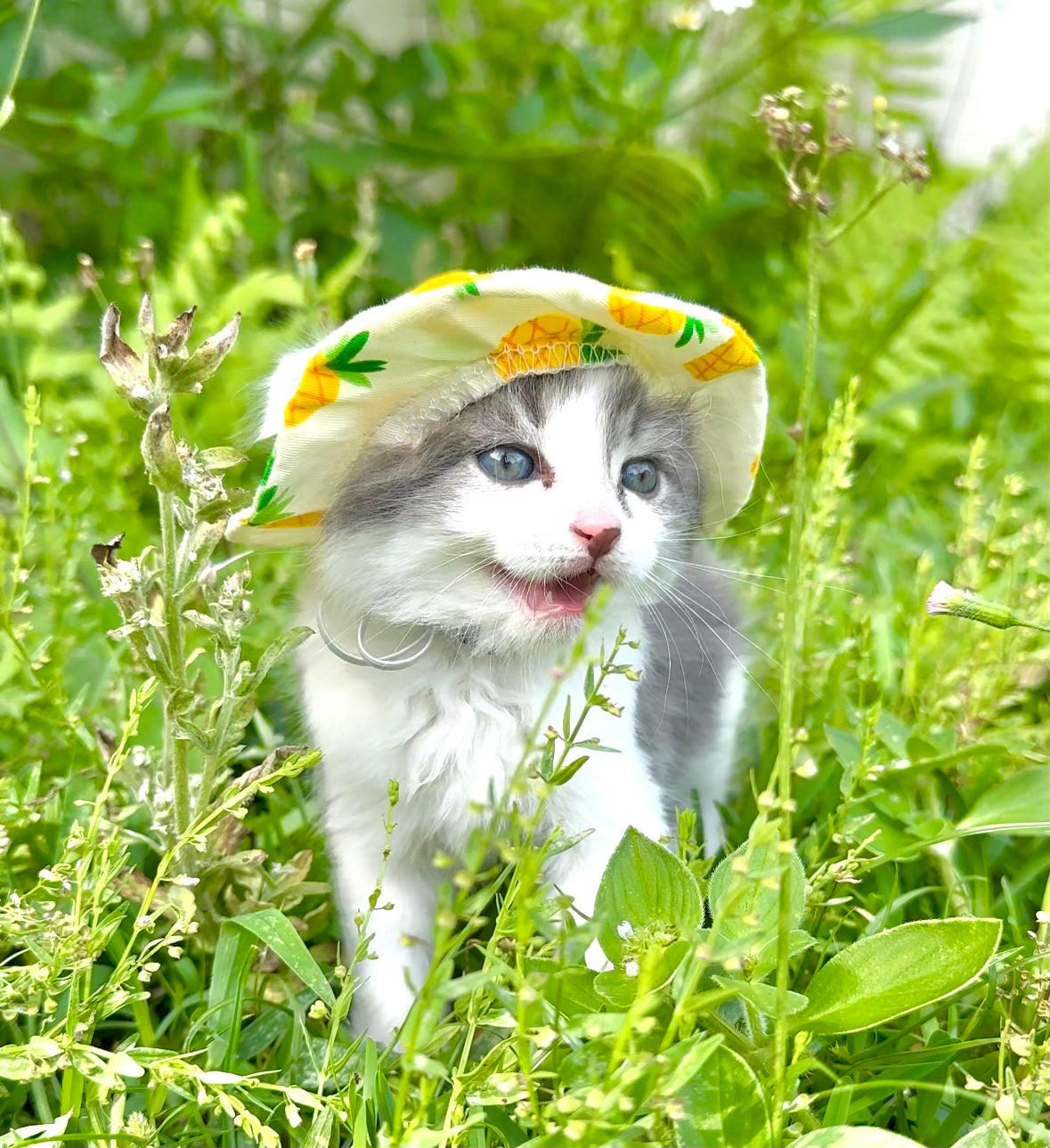 Pineapple Cat Hat
