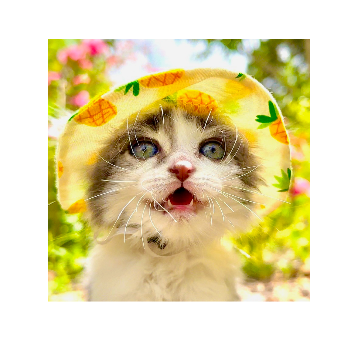 Pineapple Cat Hat