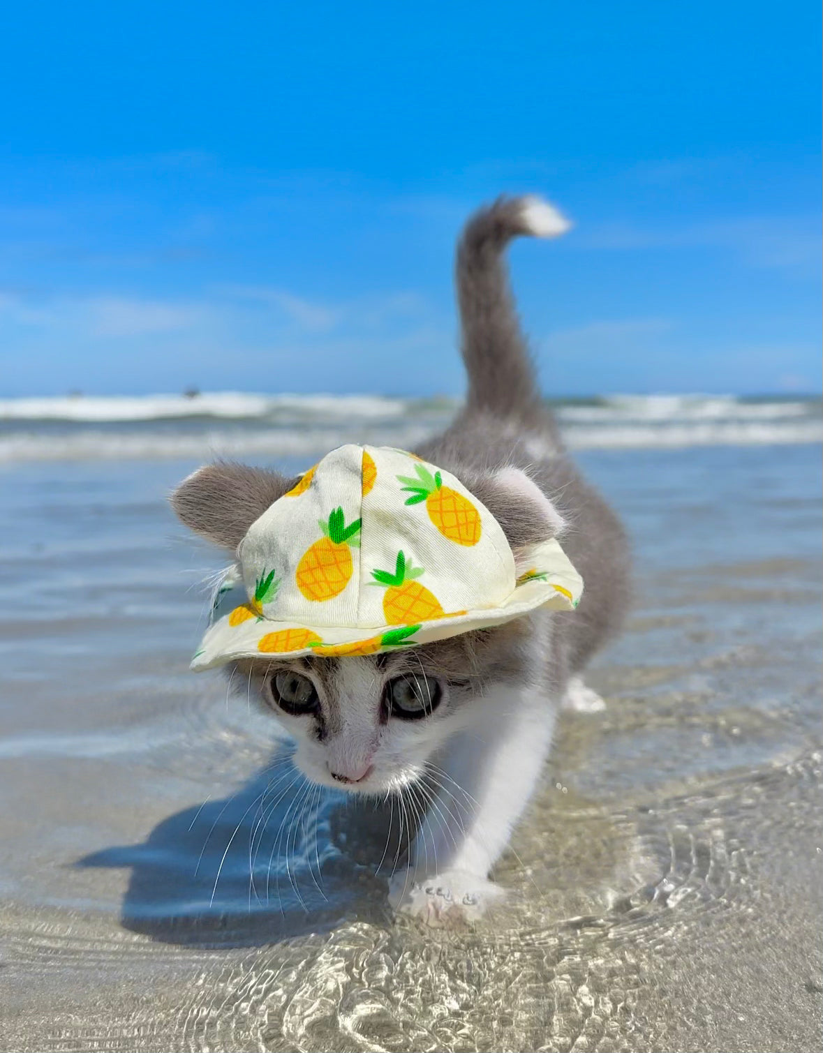 Pineapple Cat Hat