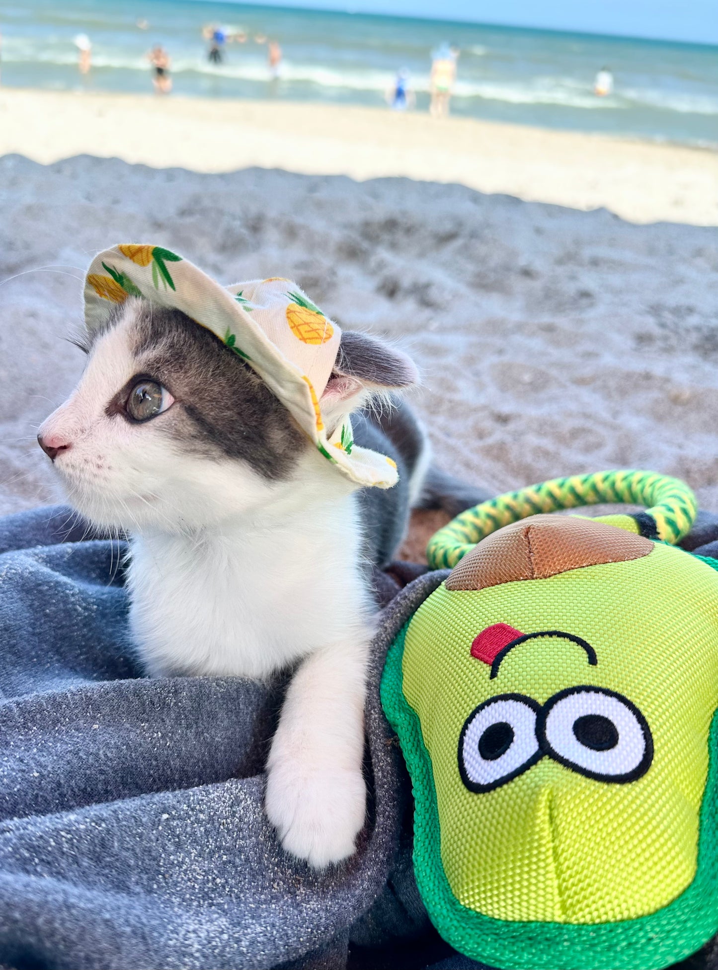 Avocado Cat Toy