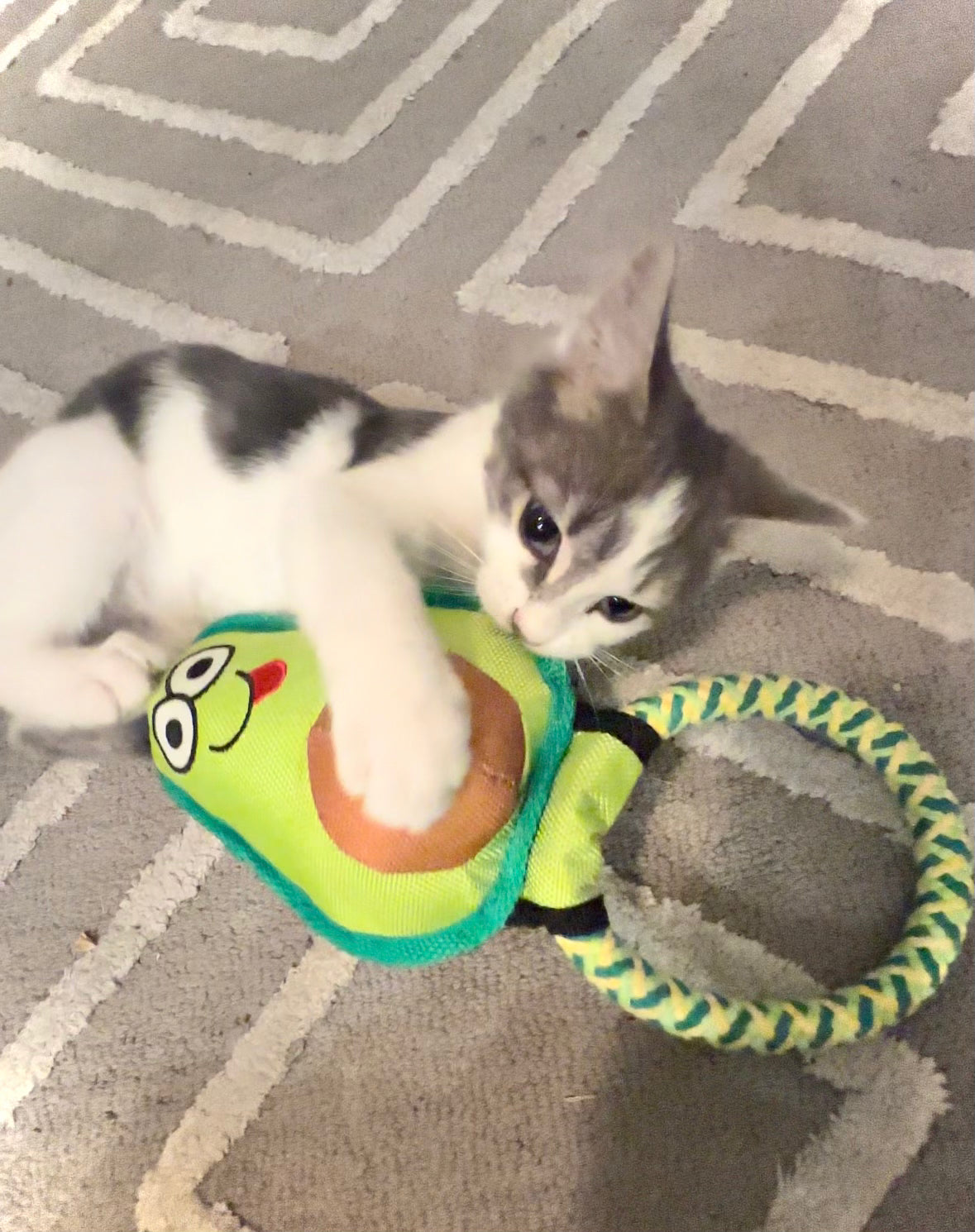 Avocado Cat Toy