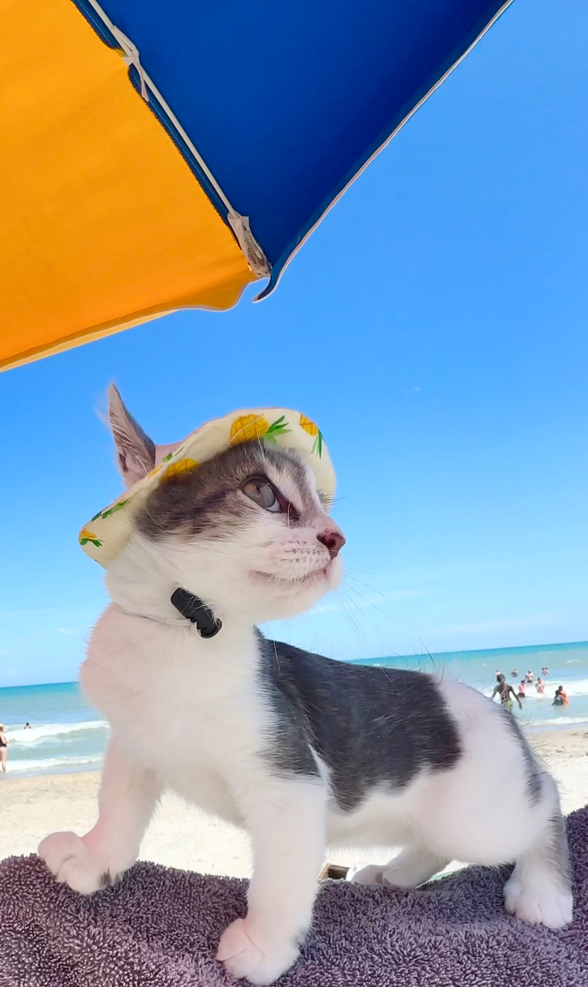 Pineapple Cat Hat