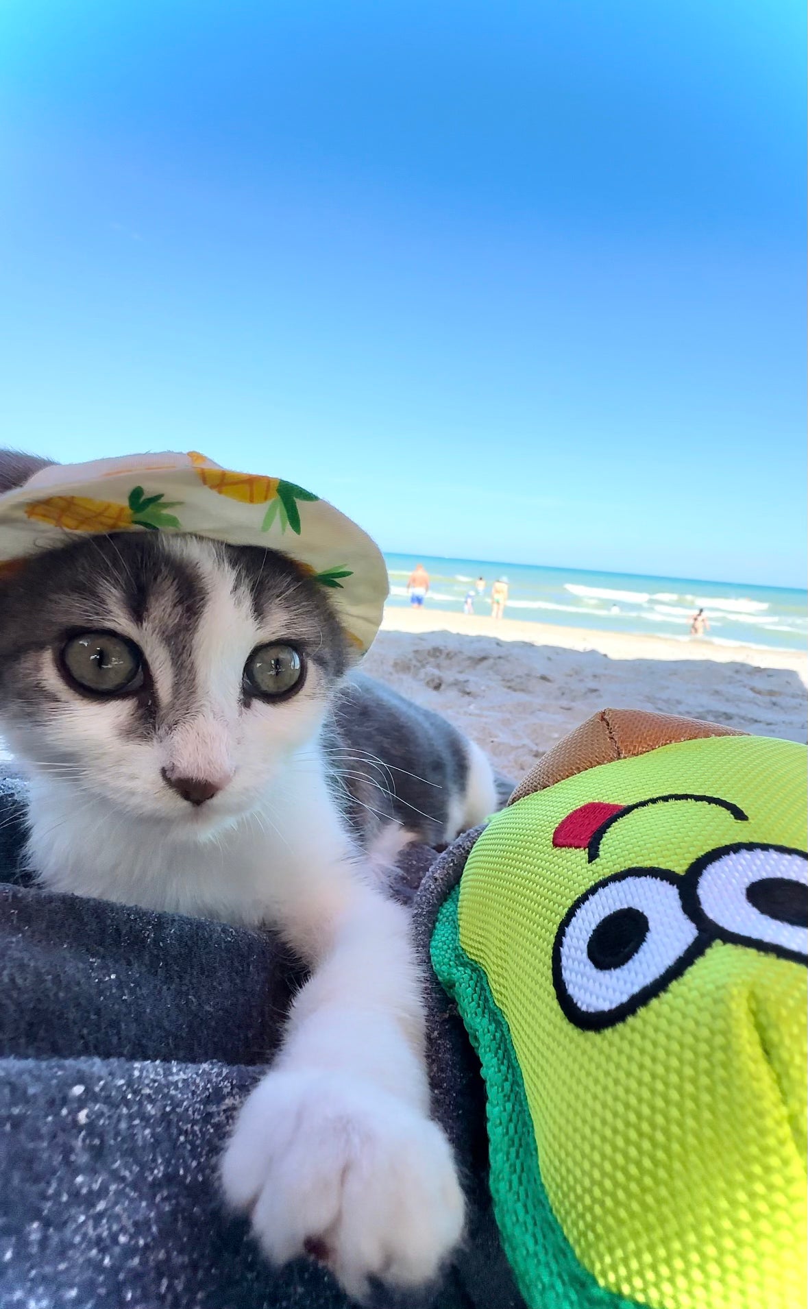 Avocado Cat Toy
