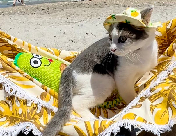 Avocado Cat Toy