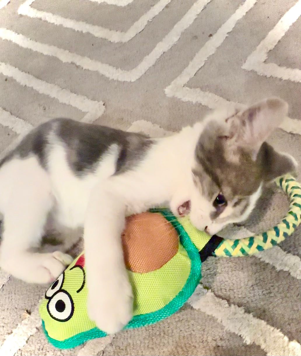 Avocado Cat Toy